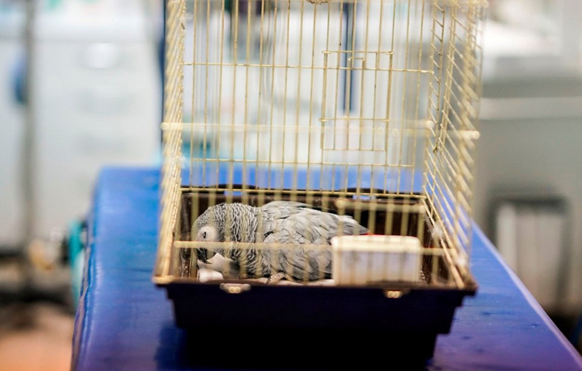 Şiddete maruz kalan papağan tedavi altında - Resim: 4