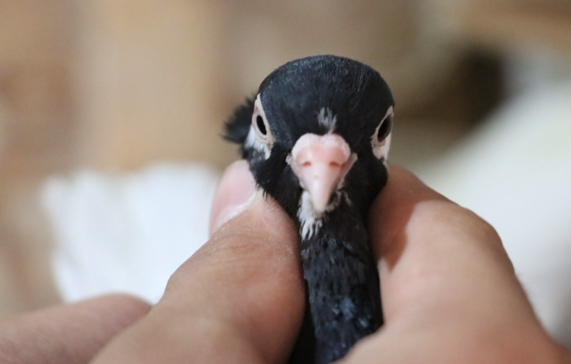 Şanlıurfa'da tanesi 600 TL! İki gözü de farklı renkte olan güvercin Van kedisine rakip - Resim: 3
