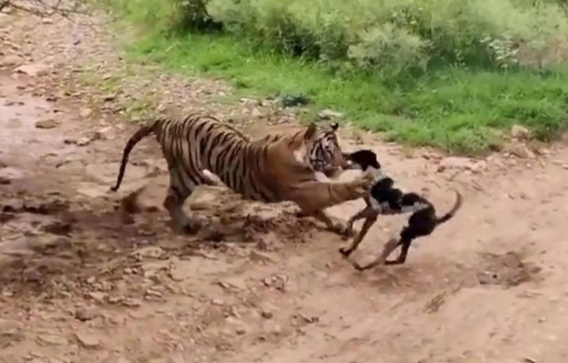Sen misin kaplana kafa tutan! Köpeğin acı sonu... - Resim: 1