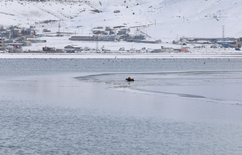 Göldeki köpek yavrusunu buzları kırarak kurtardı - Resim: 2