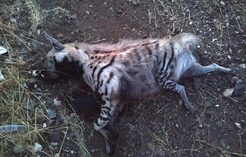 Gaziantep'te aracın çarptığı nesli tükenmekte olan çizgili sırtlan öldü - Resim: 1