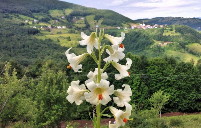 Ordu'da yetişen Akkuş Zambağı'nı koparmanın cezası 73 bin lira - Resim: 1