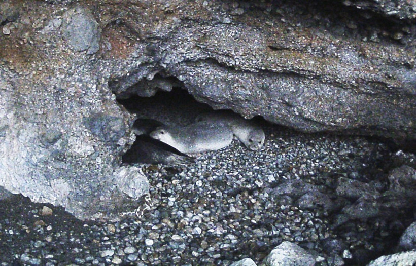 Muğla'da görenler şaşkına döndü! İlk defa bu kadar fazla görüntülendiler - Resim: 3