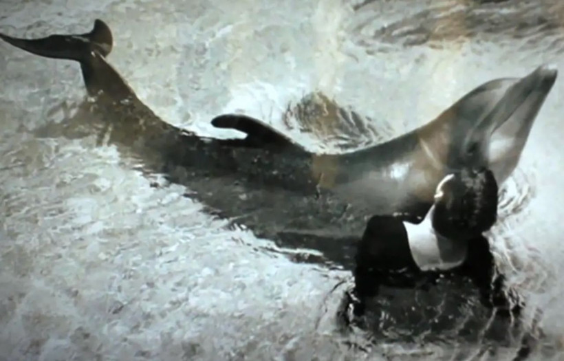 'NASA'da çalışırken araştırdığım yunusla cinsel ilişkiye girdim' Bilim kadını şok etti - Resim: 4