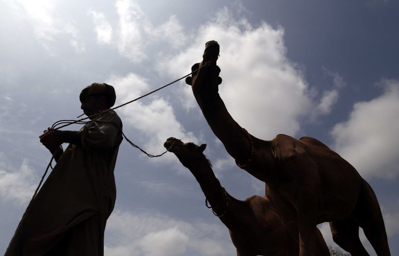 Pakistan’da develer kurban için görücüye çıktı - Resim: 3