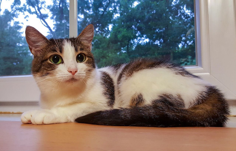 Koronavirüsün başladığı Vuhan'dan kritik uyarı: Evcil hayvanlarda... - Resim: 3