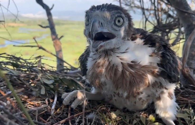 Sahibi gelse olacakları siz düşünün! 10 yıldır peşindeydi tırmanıp görüntüledi - Resim: 2