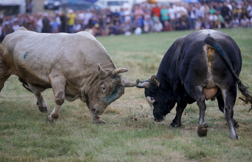 Bosna Hersek'te Boşnaklar boğa güreşiyle coştu - Resim: 2