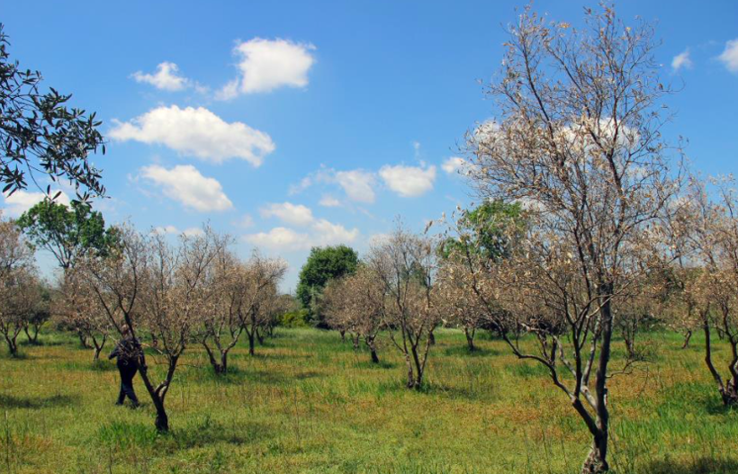 Zeytin ağaçlarında korkutan gelişme zeytinciliğe darbe olur - Resim: 2