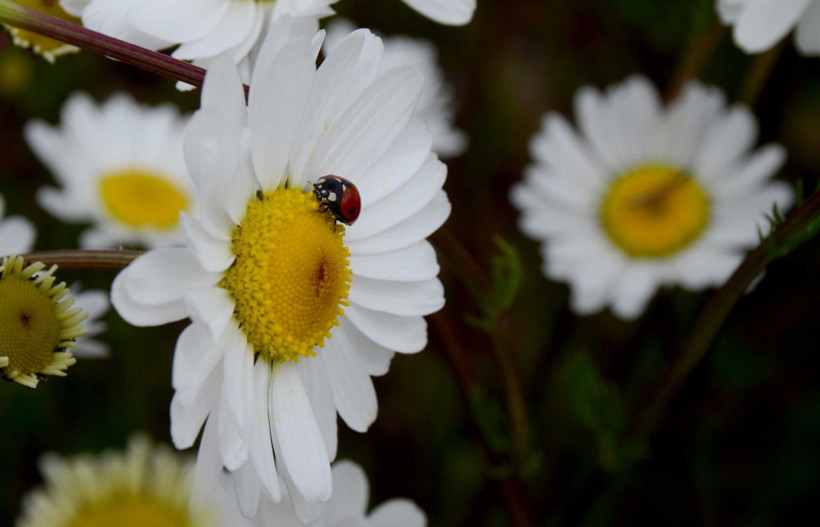 Sarıkamış papatya ve gelinciklerle süslendi - Resim: 3