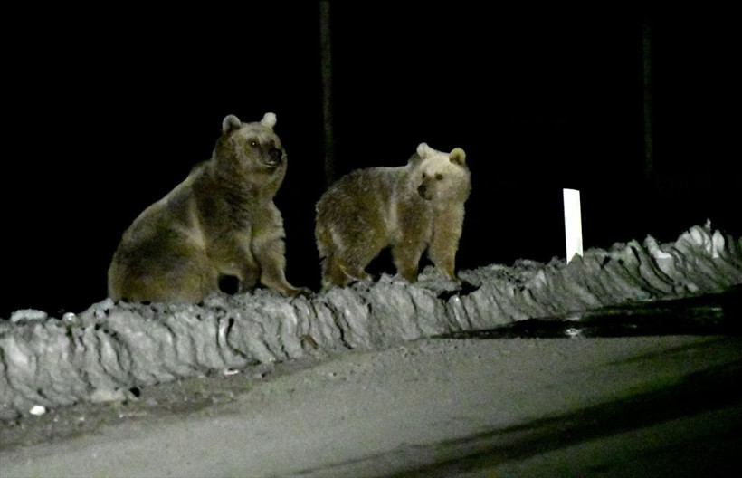 Sarıkamış'da sıra dışı görüntü 4 aylık uyku sonrası orada görüldüler - Resim: 2