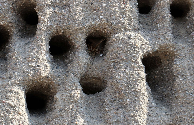 Kırlangıç yuvalarına kıyamadılar zarar etmeyi göze aldılar - Resim: 2