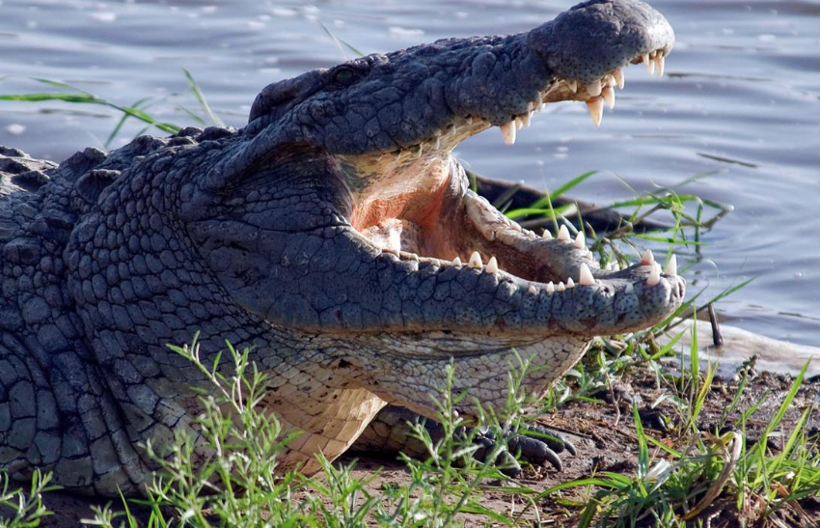 Timsahların ataları bakın ne yiyormuş! Yıllar sonra ortaya çıktı - Resim: 1