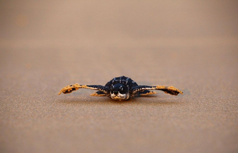 Doğa koronavirüste kendini onarıyor! Bu kez kaplumbağalar şaşırttı - Resim: 4