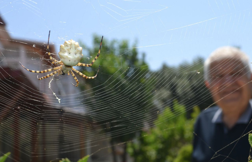 Ayvalık'ta tüyler ürperten görüntüler! Dünyanın en zehirli örümcek türlerinden birisi yakalandı - Resim: 2