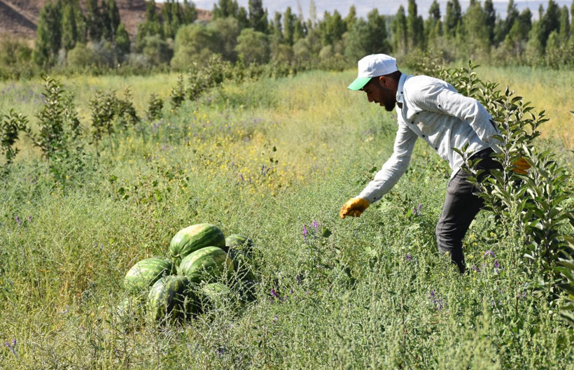 Yetişmez denilen Sivas'ta 150 ton karpuz hasadı - Resim: 2