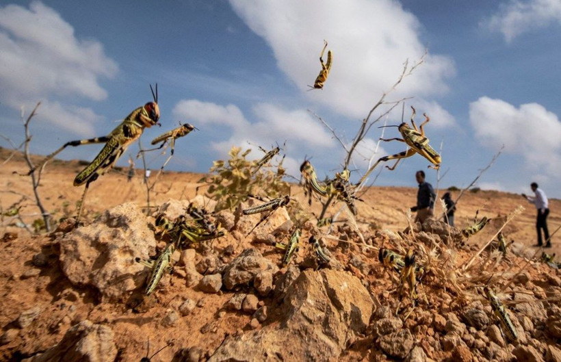 Çekirge istilası nedeniyle olağanüstü hal ilan edildi her şeyi yok ediyor - Resim: 2