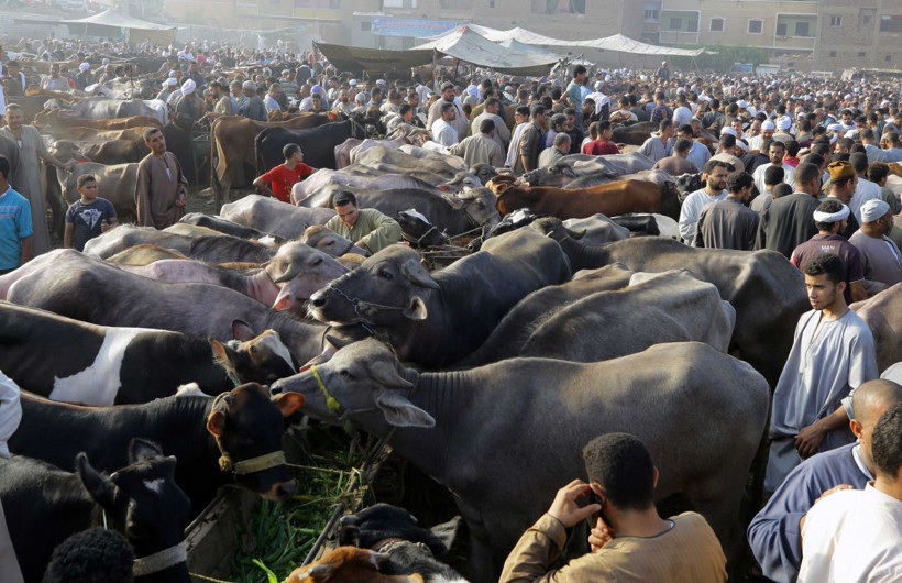 Pakistan’da develer kurban için görücüye çıktı - Resim: 4