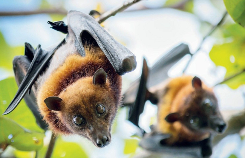 Saatli bomba gibi! Çin'deki yarasalarda bin 500 koronavirüs türü bulundu - Resim: 2