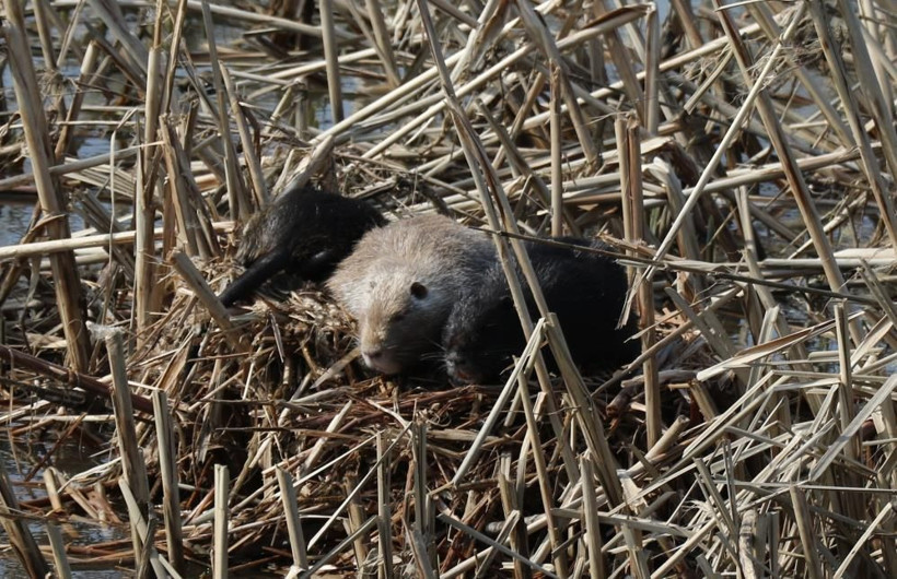 Edirne halkı şaşkın istilacı tür ortaya çıktı 'Böylesine hiç rastlamadık' - Resim: 2