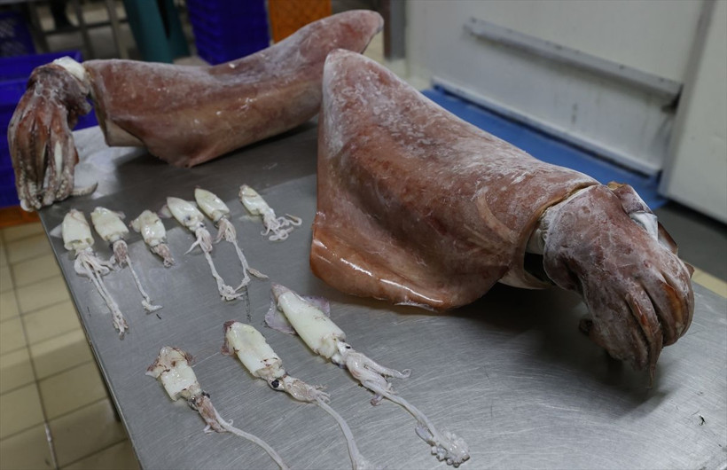 İzmir'de balıkçıların ağına takıldı! Önce korktular sonra şaşkınlık yaşadılar - Resim: 4