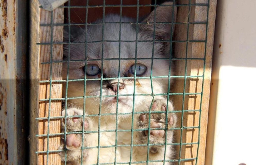 Petshoplar için belirlenen tarih bitiyor! Artık satış yasak! - Resim: 4