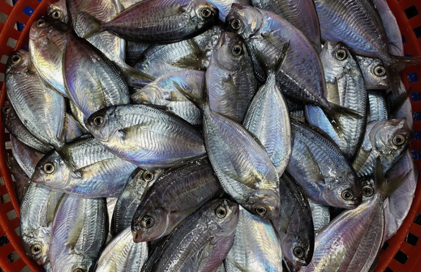 Bu balığı yiyen 2 saat içinde zehirlenip ölüyor! Japonya'da 55 yıldır yasak - Resim: 2