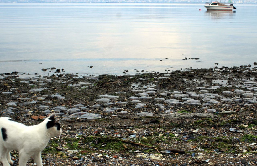 Kocaeli İzmit Körfezi'nde binlerce ölü denizanası kıyıya vurdu - Resim: 3