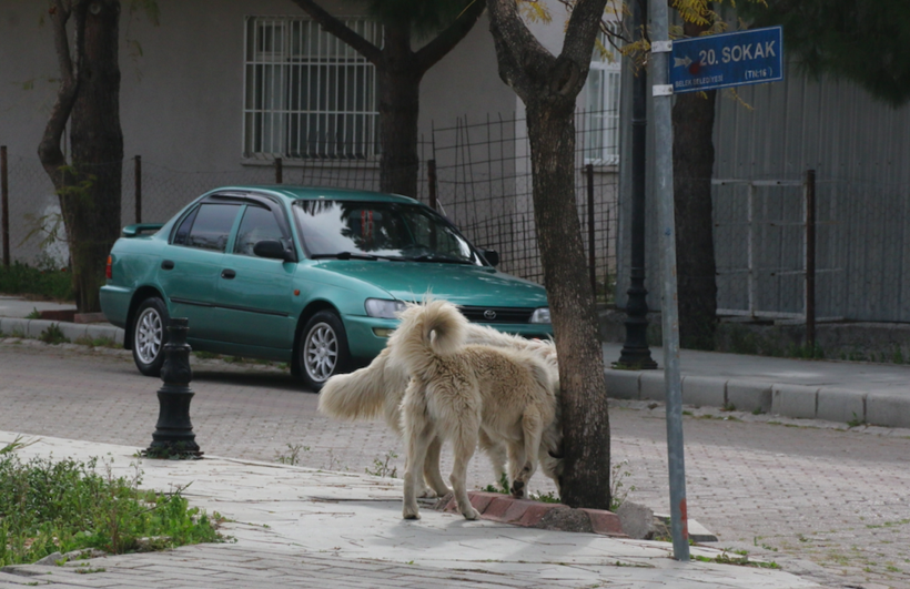 Mahra'nın ölümüne sebep olan köpekler hala korku saçıyor: Aynı olay bir kez daha oluyordu! - Resim: 1
