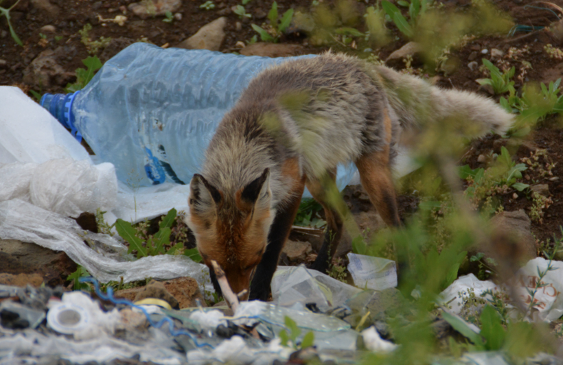 Kars'ta vatandaşların arasına kadar indiler! Görenler korku dolu anlar yaşadı - Resim: 3