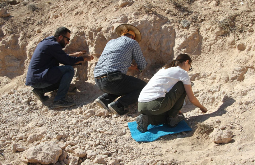 Kayseri'de bulunanlar 8 milyon yıllık çıktı diş ve çene kalıntılarına ulaşıldı - Resim: 2