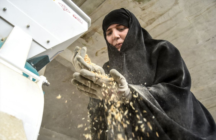 Devletten hibe alıp değirmen kurdu! Hümeyra Hanım, ata yadigarı buğdaylara hayat veriyor - Resim: 1