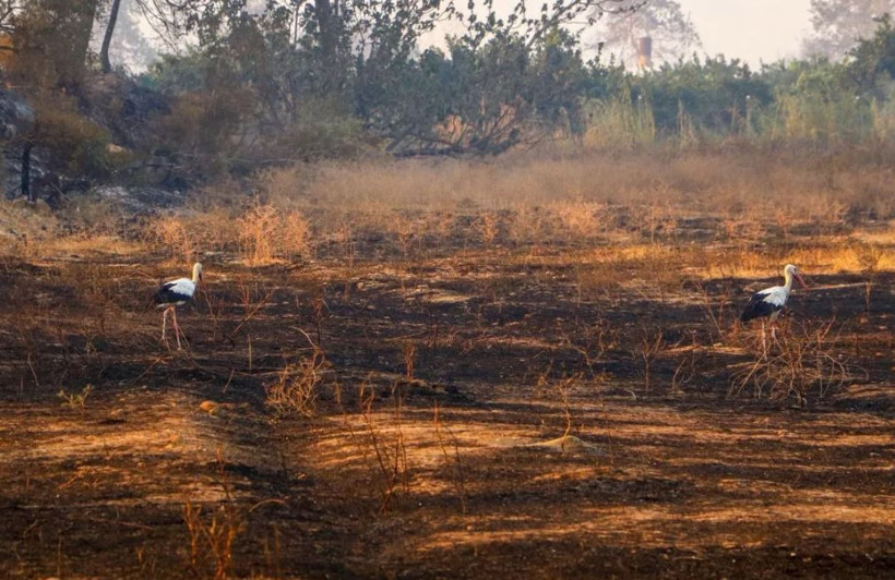 Demet Akalın 'özel durumum vardı' diyen THK Kayyumu Cenap Aşçı'yı bombaladı! - Resim: 1
