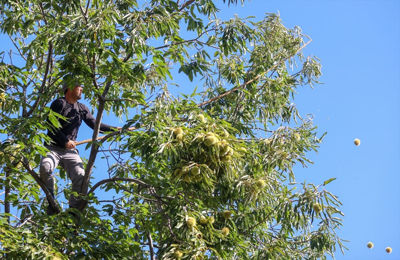 Günlük 600 TL kazanıyorlar! Aydın'da bu iş için beli kırılan, kör olan var - Resim: 2