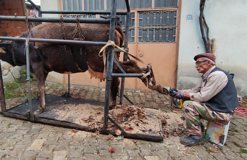 Bu işi yapan tek kişi! İneklere öyle bir şey yapıyor ki süt fışkırıyor - Resim: 3