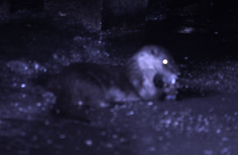 Tekirdağ'da ortaya çıktı! Su samuru bakın ne yerken görüntülendi - Resim: 4