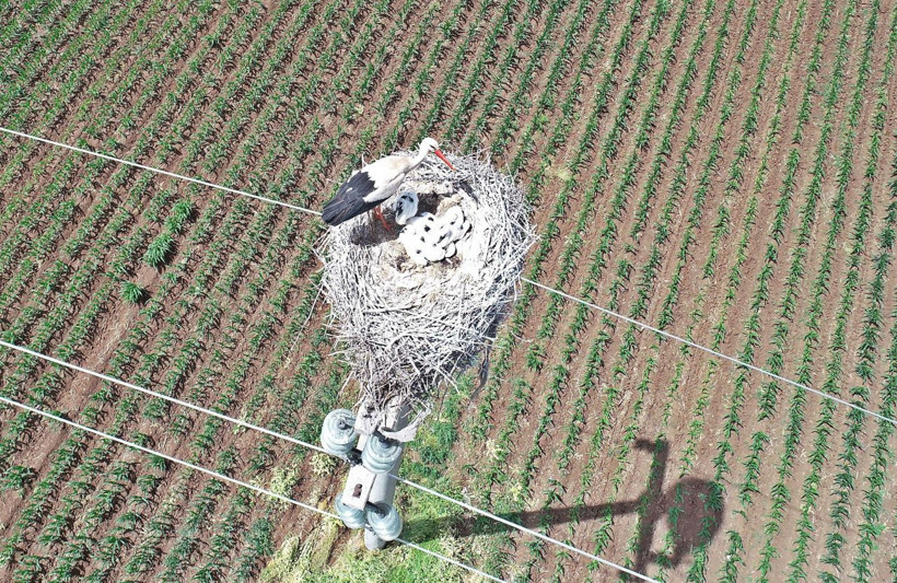 Diyarbakır'a yerleşen leylekler Afrika'dan gelip vadiye yavruladı - Resim: 2