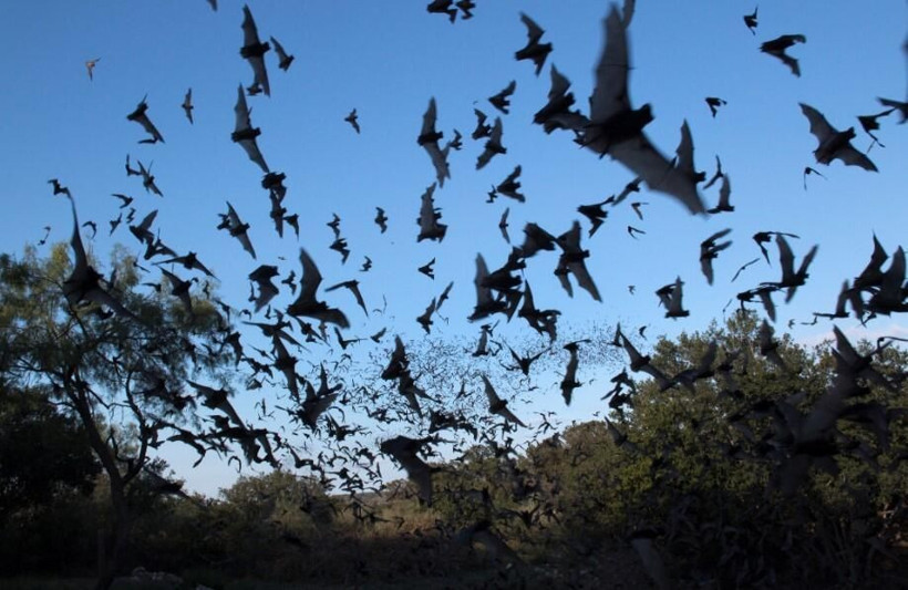 Koronavirüs yarasaları neden öldürmüyor? İşte yarasanın bağışıklık sistemi - Resim: 2