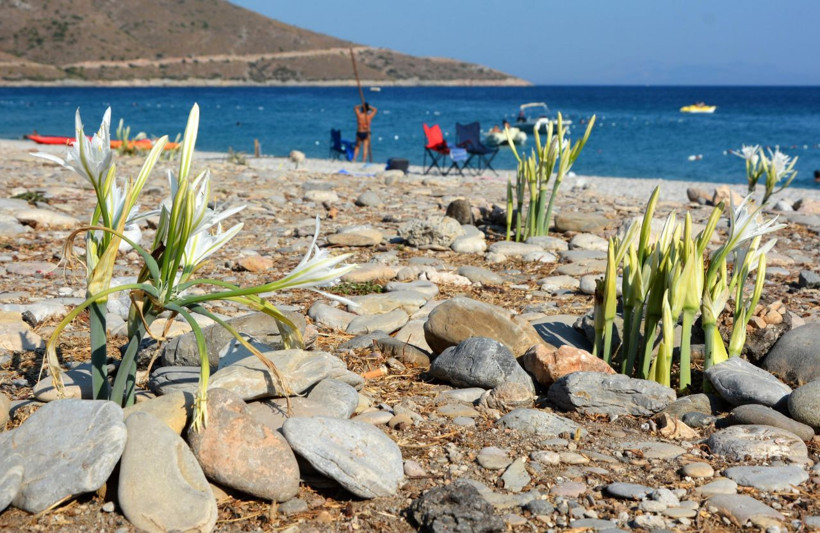 Muğla'da kum zambaklarını koparmanın cezası 73 bin 747 TL - Resim: 1