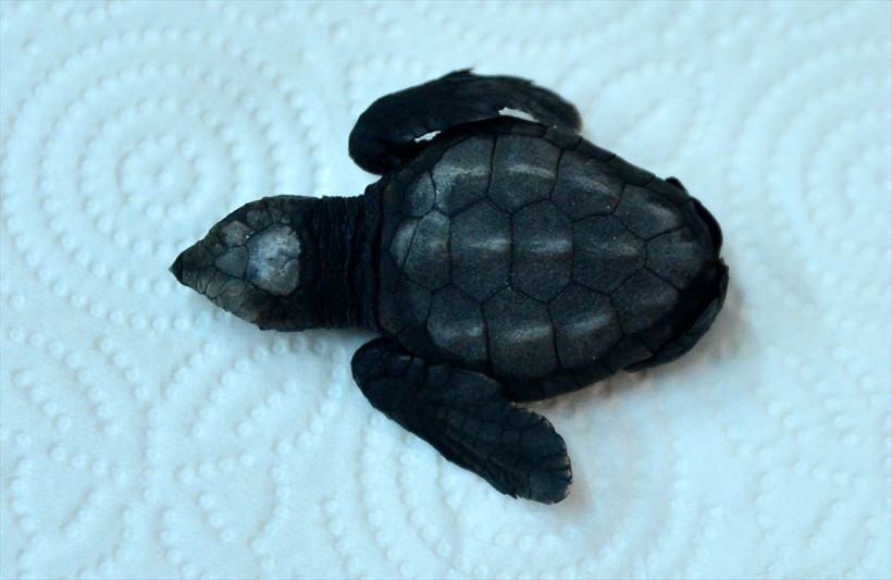 Çanakkale'de heyecanlandıran keşif! Marmara'da ilk kez caretta caretta yuvası ve yavruları görüldü - Resim: 2