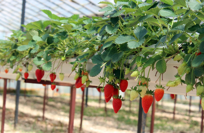 Hatay'da topraksız çilek üretiyor! Yılda ortalama 300 bin lira kazanıyor - Resim: 1