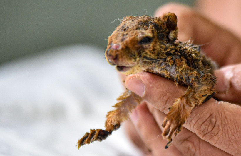 Antalya'da yanan yavru sincabın yaşam mücadelesi! Üzücü haberler var - Resim: 4