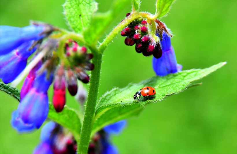 Kars'ta yağmurlar sonrası doğa canlandı! Muhteşem görüntüler! - Resim: 2