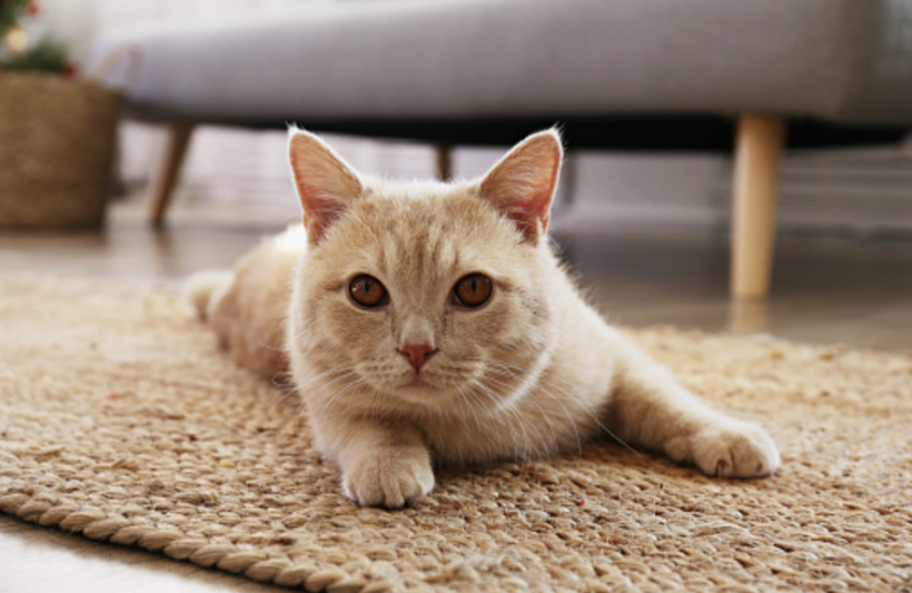 Evde kedisi besleyenler dikkat! Bu hareketi yapıyorsa... - Resim: 4