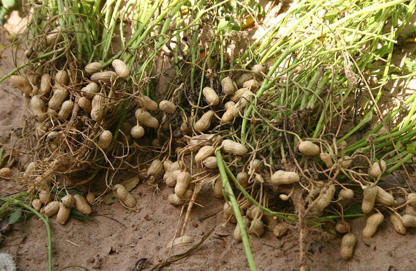 Aslında her gün yiyoruz!  - Resim: 4