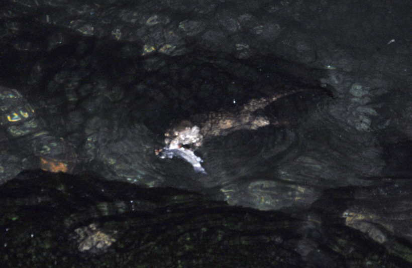 Tekirdağ'da ortaya çıktı! Su samuru bakın ne yerken görüntülendi - Resim: 2