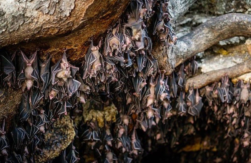 Koronavirüs yedi yıl önce Çin’deki bir madende mi ortaya çıktı? - Resim: 2