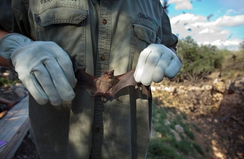 Koronavirüs yarasaları neden öldürmüyor? İşte yarasanın bağışıklık sistemi - Resim: 4