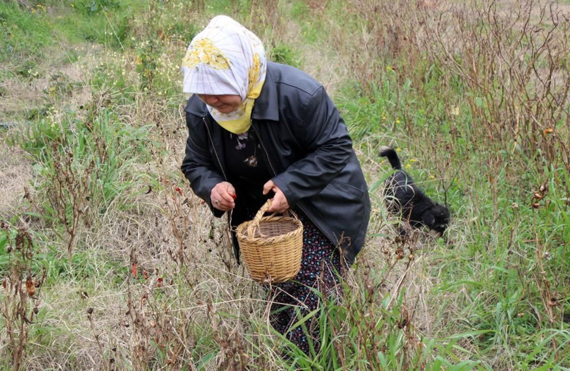 Hatay'da yılana ve cadıya benzeyen biberi görünce dehşete düştü - Resim: 1