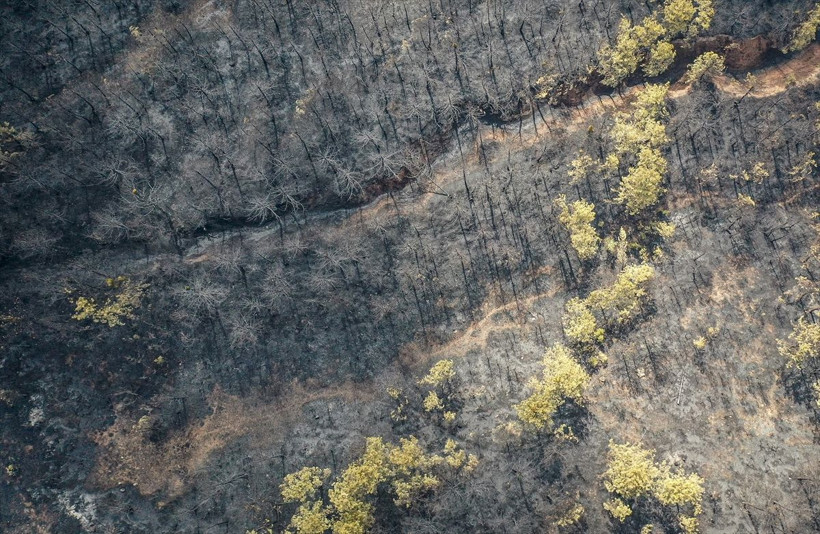 Bilecik'te orman yangınında zarar gören alanlar dronla görüntülendi - Resim: 8